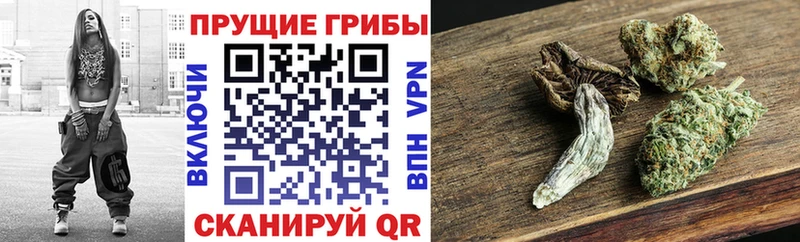 купить закладку  Фролово  Галлюциногенные грибы Magic Shrooms 